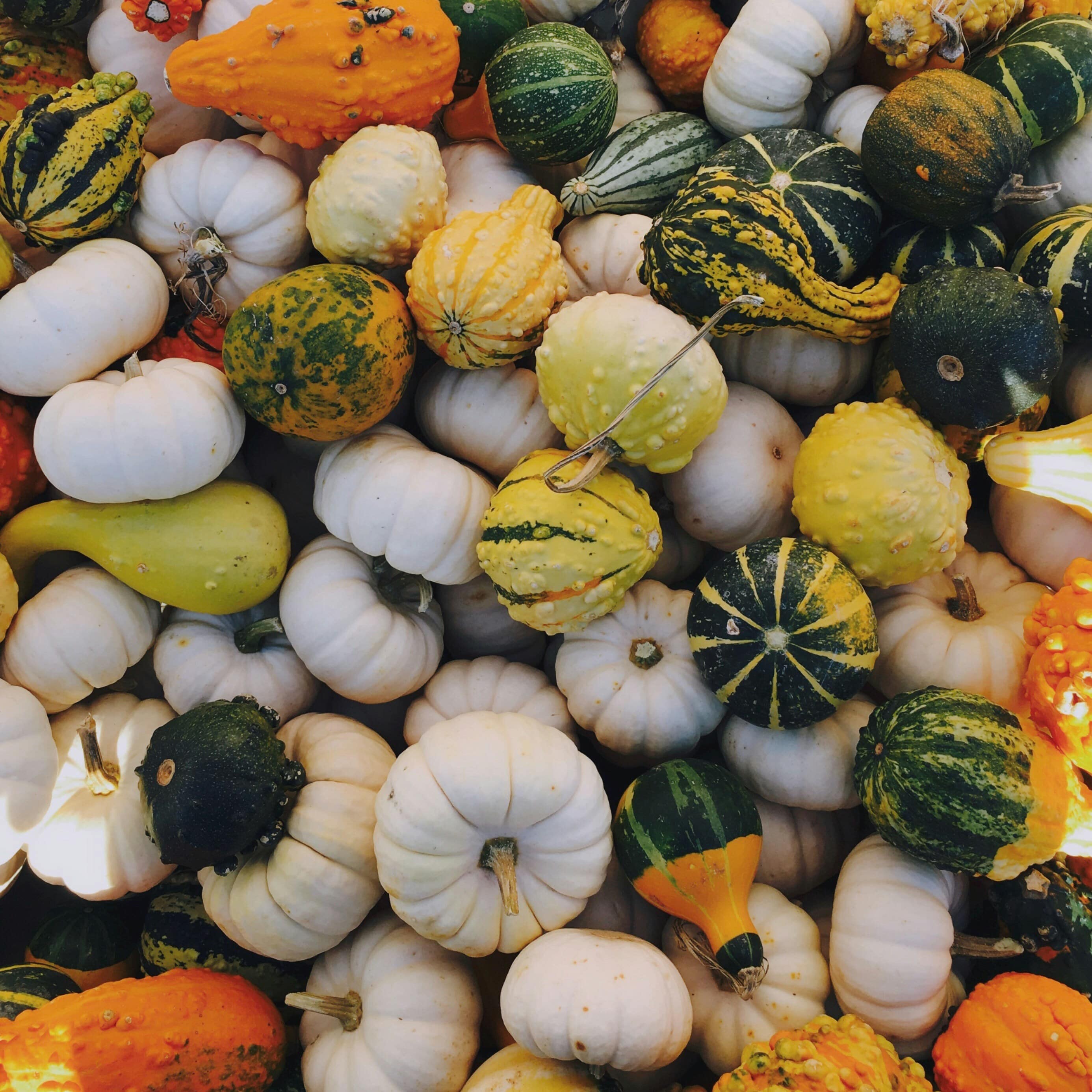 A large variety of beautiful acorn squash displayed at the farmer’s market