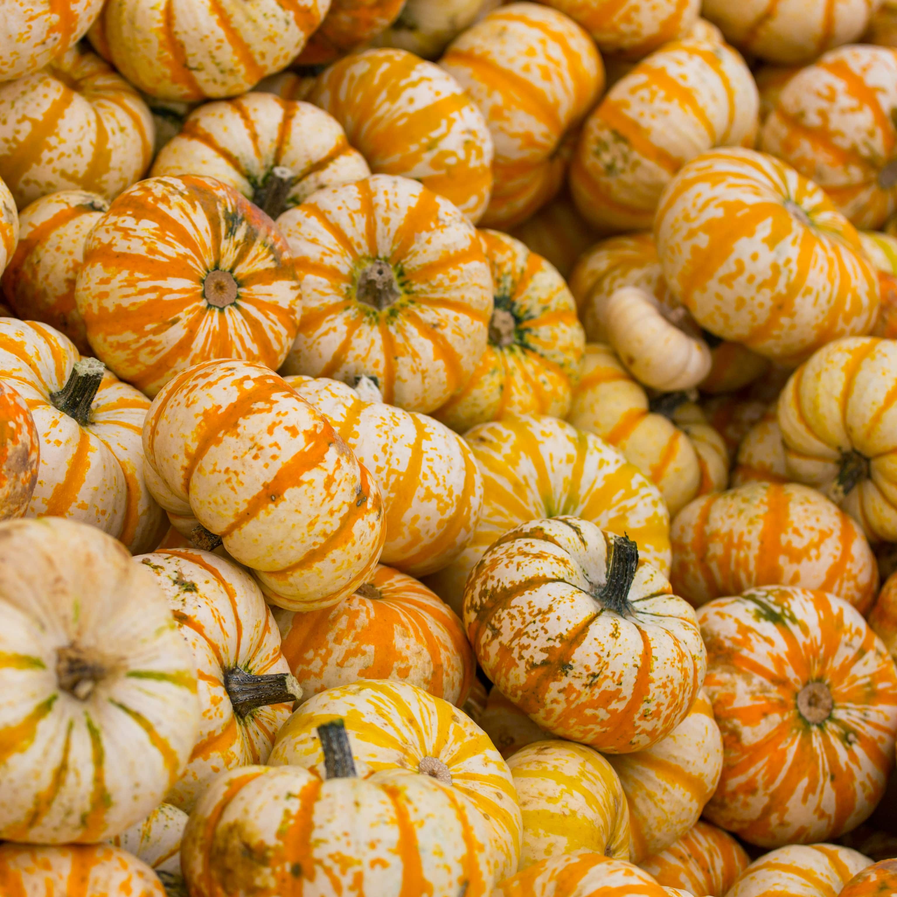 loud orange acorn squash displayed at the grocery store